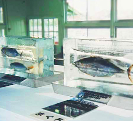 松島会場に魚の氷柱展示、 両陛下、興味深くご覧に